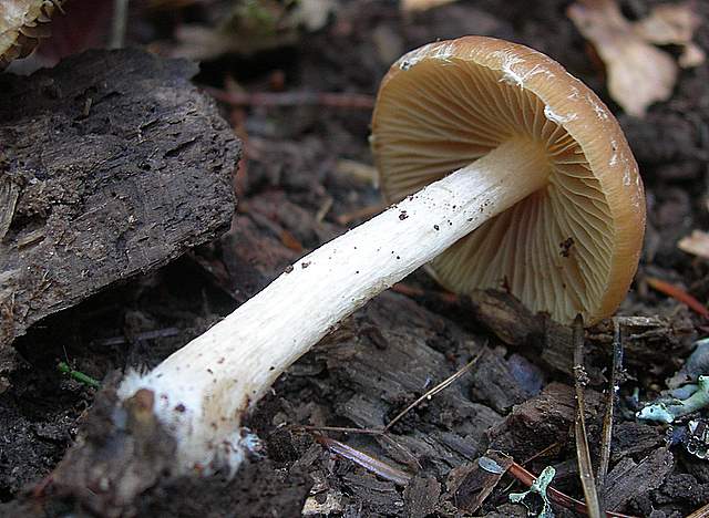 Psathyrella gossypina   (Bull.)   A. Pearson & Dennis